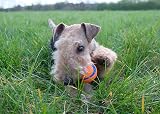 Chuckit Ultra Ball Medium 6.5 cm Pack of 3 Durable High Bounce Dog Toy view 6