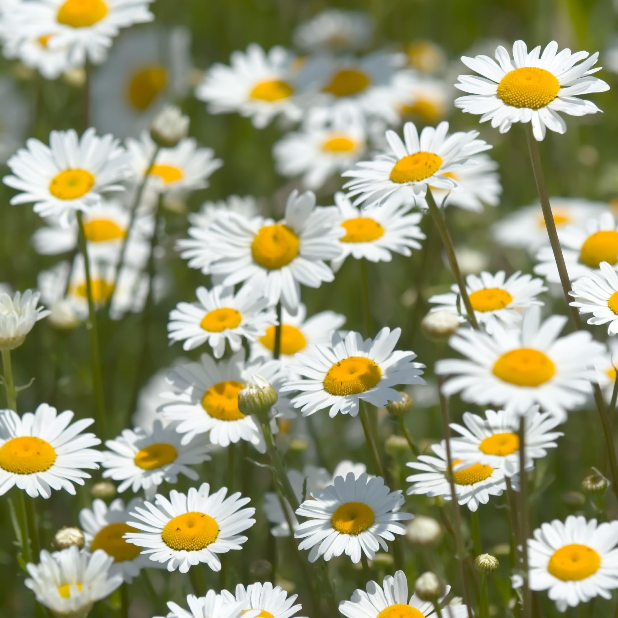 PREMIER SEEDS DIRECT - Wild Flower Seeds - OX Eye Daisy - 3 Grams