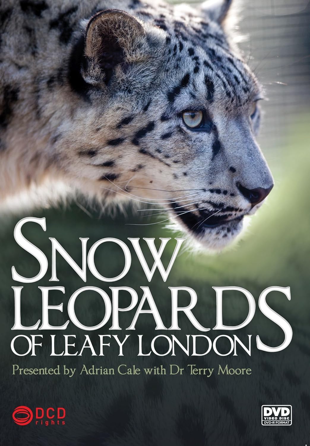 Snow Leopards Of London [DVD] Movies &amp; TV