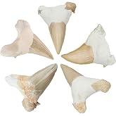 Amazing Gemstone Real Dinosaur Animal Shark Teeth Fossil 5 Pieces Set | Great White Fossil Collection for Kids Education for DIY Crafts - Shark Teeth Bulk Set