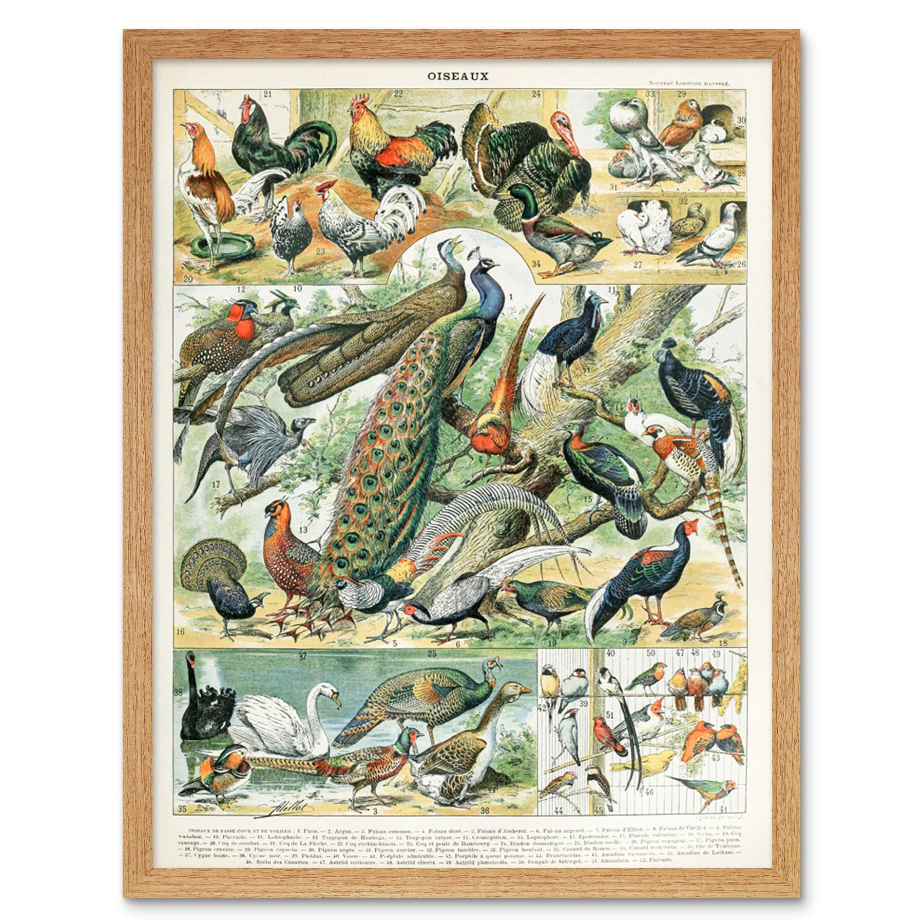 Artery8 Millot Encyclopedia Page Birds Peacock Chicken Art Print Framed Poster Wall Decor 12x16 inch — image 1