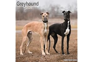 Greyhound 2026 Calendar | Square Wall Calendar | Dog Breed Gift | Plastic Free Packaging | by Avonside Publishing