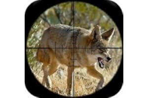 Coyote Calls