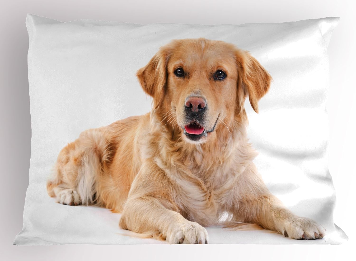 baby white retriever