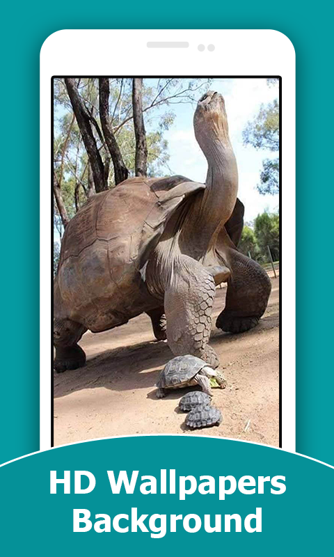 Turtle HD Wallpapers And Background