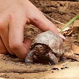 Schleich Giant Tortoise Figurine Realistic Galapagos Turtle Wildlife view 2