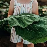 Champion Collard Greens - 100 Heirloom Collard Green Seeds, Thresh Seed Co. | Heirloom Collards Variety, Fall Garden Favorite, Non-GMO Seeds
