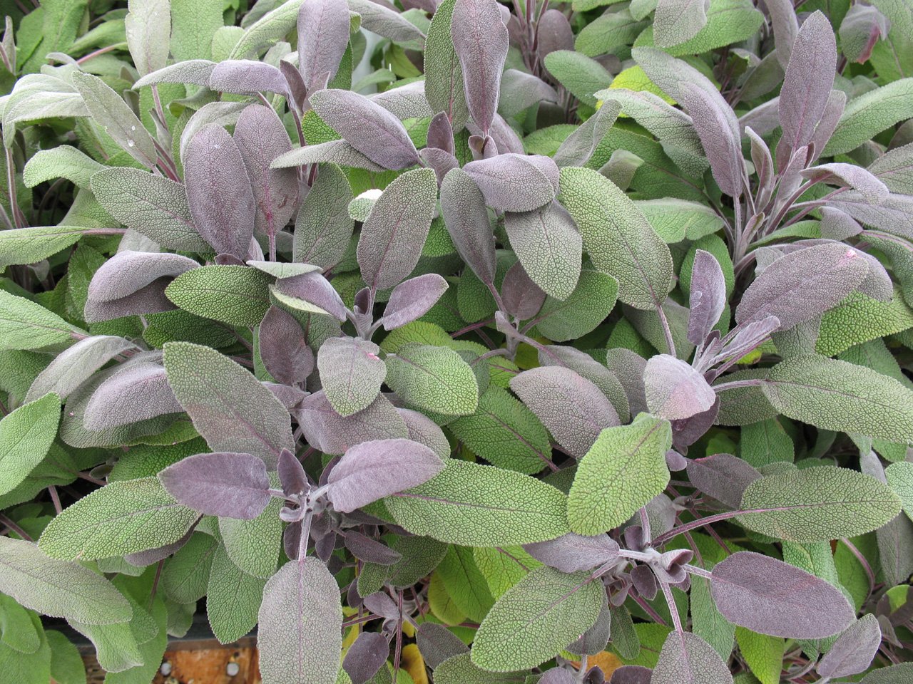 3 PURPLE SAGE (SALVIA PURPUREA) YOUNG PLANTS Amazon.co.uk Garden