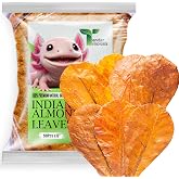 Tender Tropicals 50 Pcs Indian Almond Catappa Leaves 6" for Axolotl Aquariums &ndash; Natural Leaf Litter, Aquarium Botanicals, Tank Accessories &amp; Habitat Decor