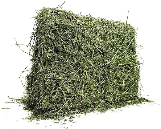 growing hay for rabbits