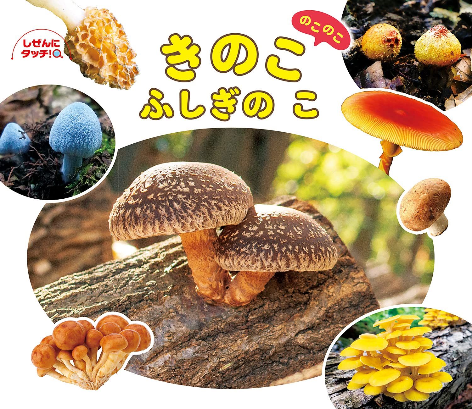 きのこ のこのこ ふしぎの こ しぜんにタッチ 植物 3歳 4歳 5歳からの写真絵本 白水 貴 新井 文彦 六田 晴洋 大江 友亮 本 通販 Amazon