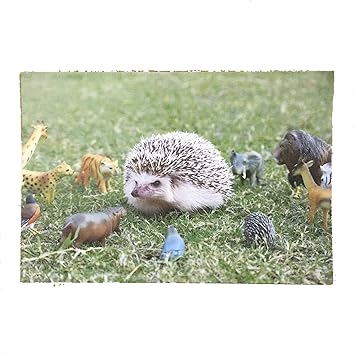 Amazon ハリネズミ まるたろう まるたろう動物たちと地球について考える ポストカード 絵柄付はがき 文房具 オフィス用品