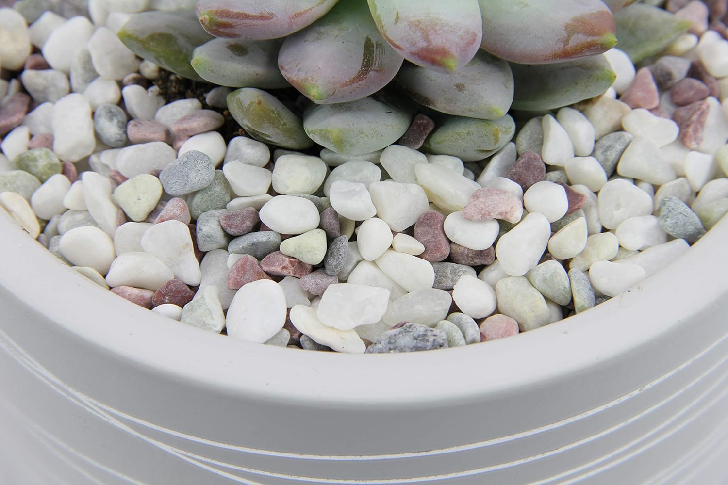 Willowy Decorative Pebbles for Succulents 2.5 lbs Top Dressing for