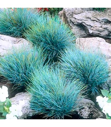 Semi Di Festuca Glauca (Blue Fescue) 1000 Semi Sfusi Per Prato O Giardino