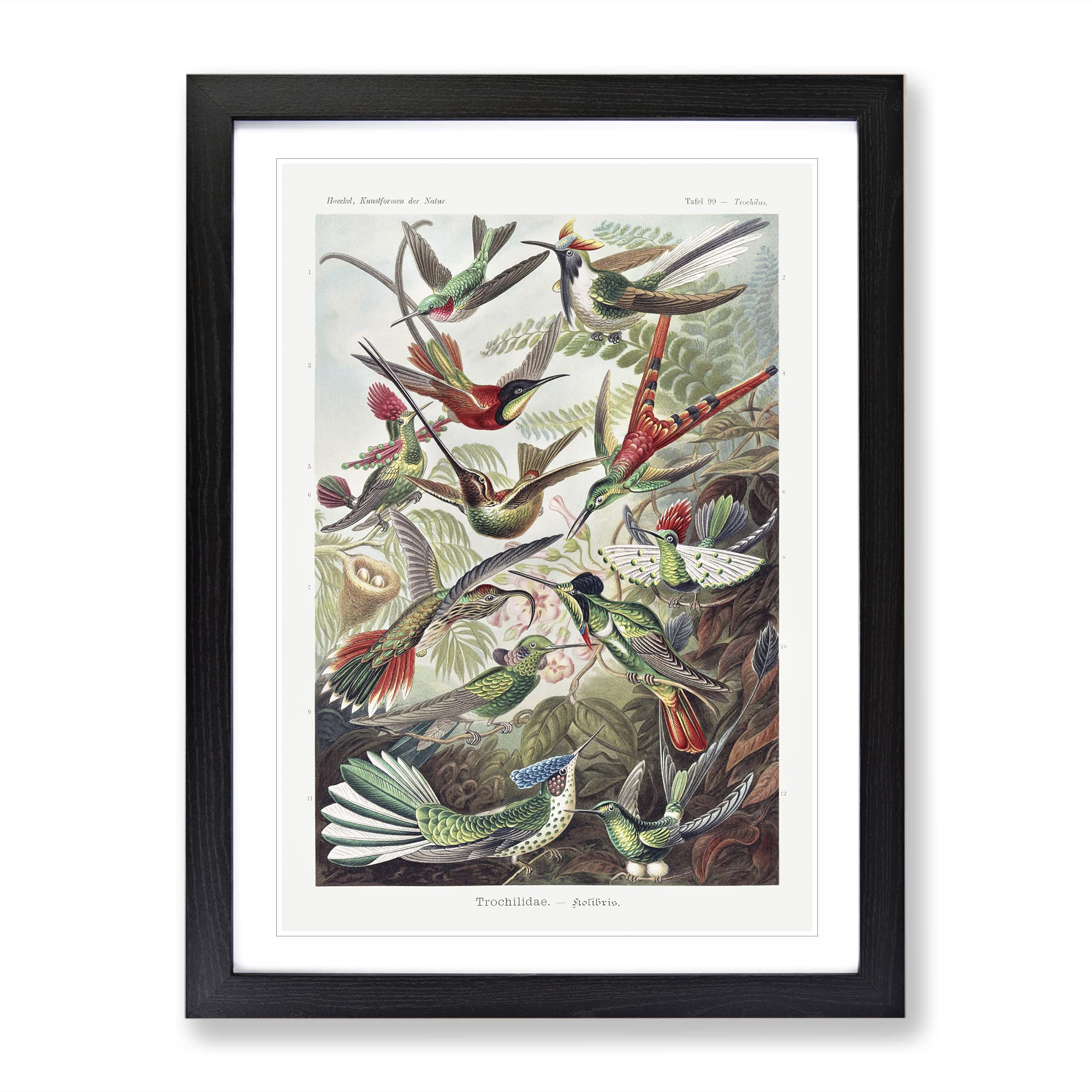 Study Of Kingfisher Birds By Ernst Haeckel Vintage Framed Wall Art Print, Ready to Hang Picture for Living Room Bedroom Home Office Décor, Black A3 (34 x 46 cm)