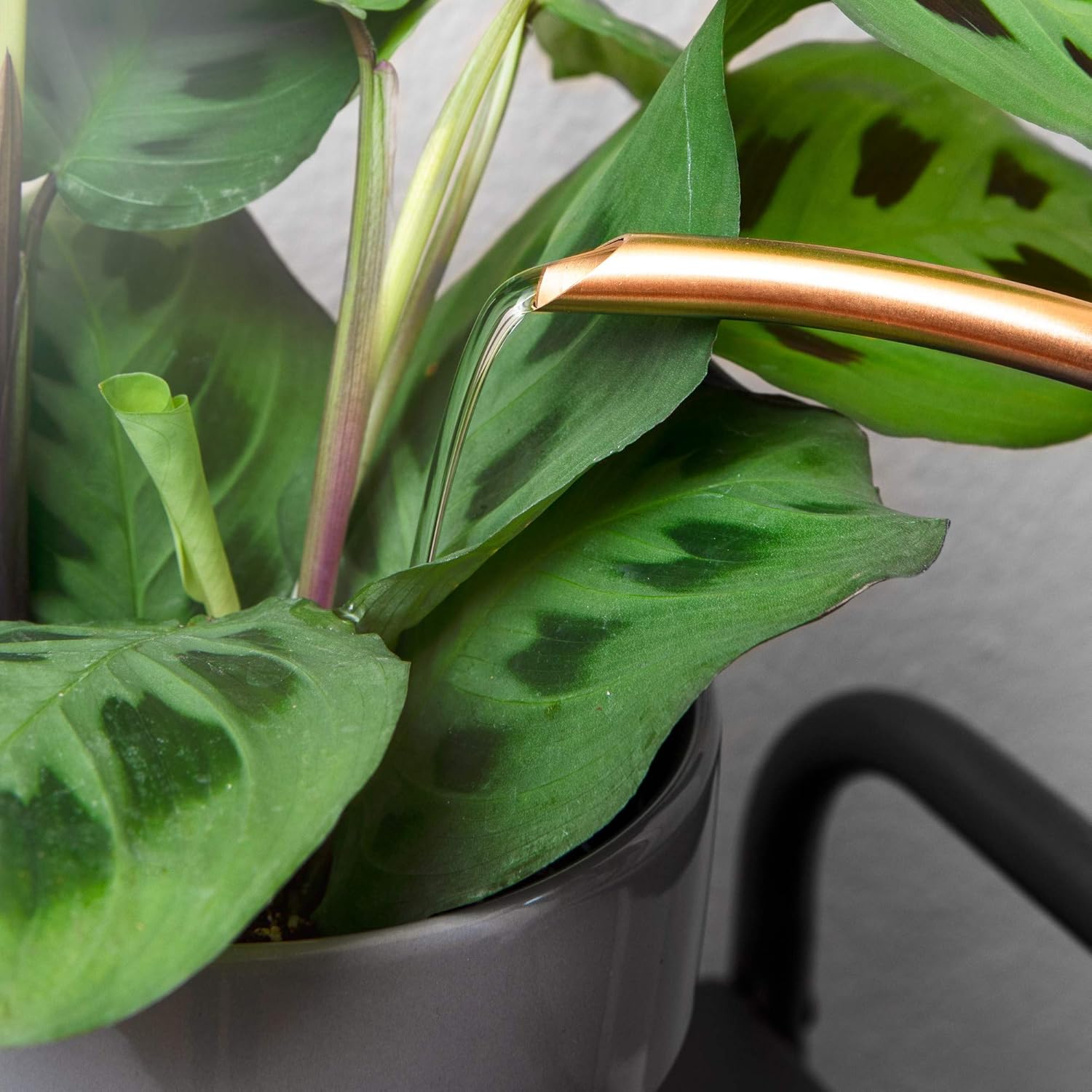 Homarden 30oz Metal Indoor Outdoor Plant Watering Can for House Plants (Copper Color) : Garden & Outdoor