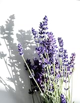 KORRES Relaxing Lavender Senses Calming Mist Body Spray 100ml Aromadream view 5