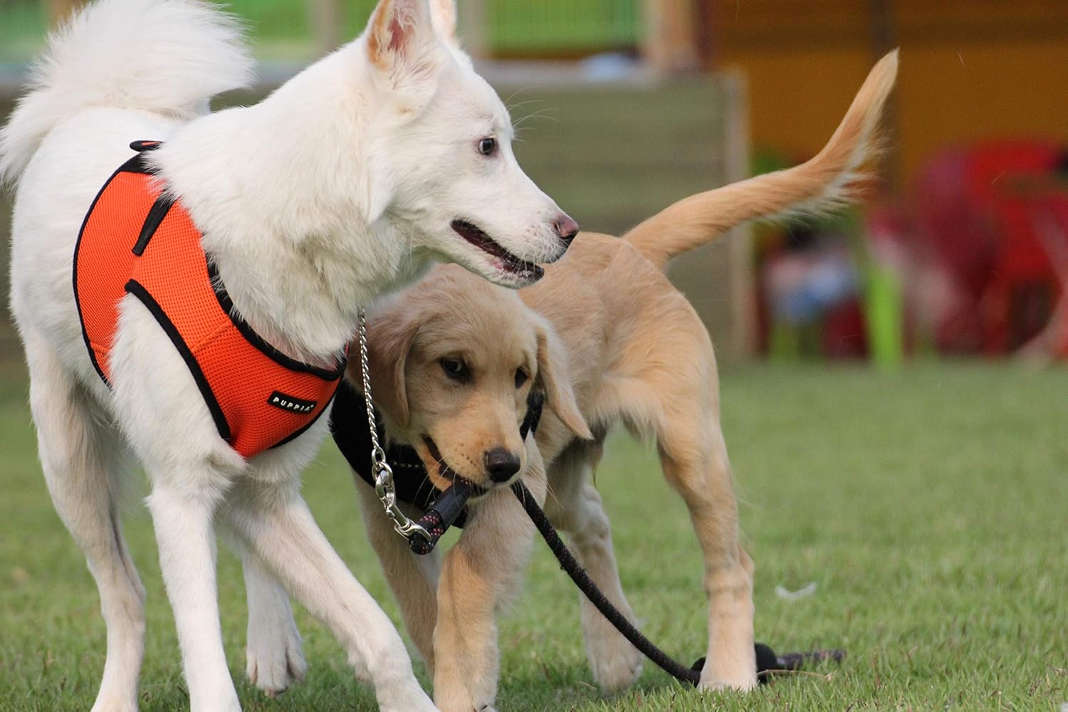 Puppia Soft Vest Harness, XS, Orange - Image 5