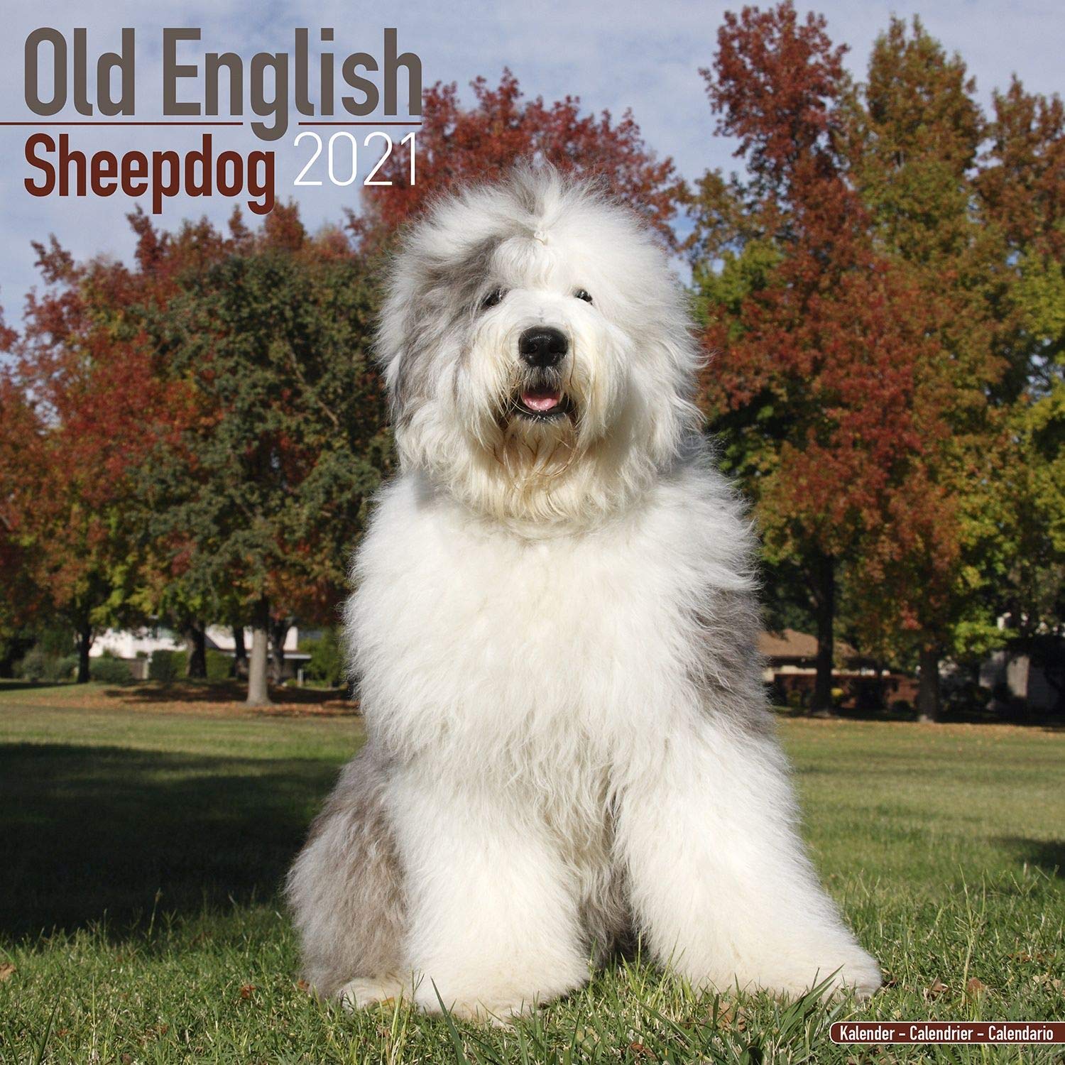 sheepdog sales 2019