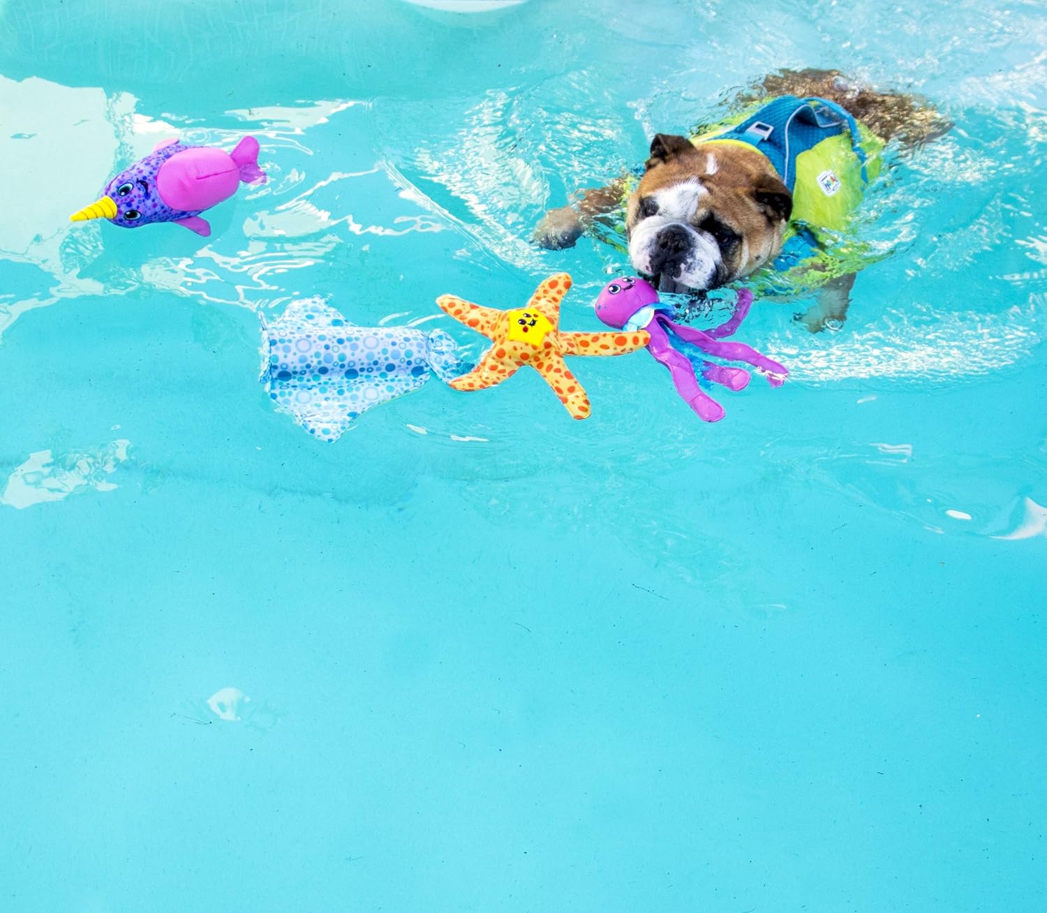 Can Dogs Go In A Pool? Review Guide For 20202021 Simply Fun Pools