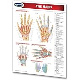 Permacharts - The Hand Human Anatomy 2-page 8.5" x 11" laminated quick reference guide