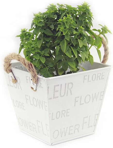 Pack 2 Maceteros Decorativos Interior (Redondo y Cuadrado ...