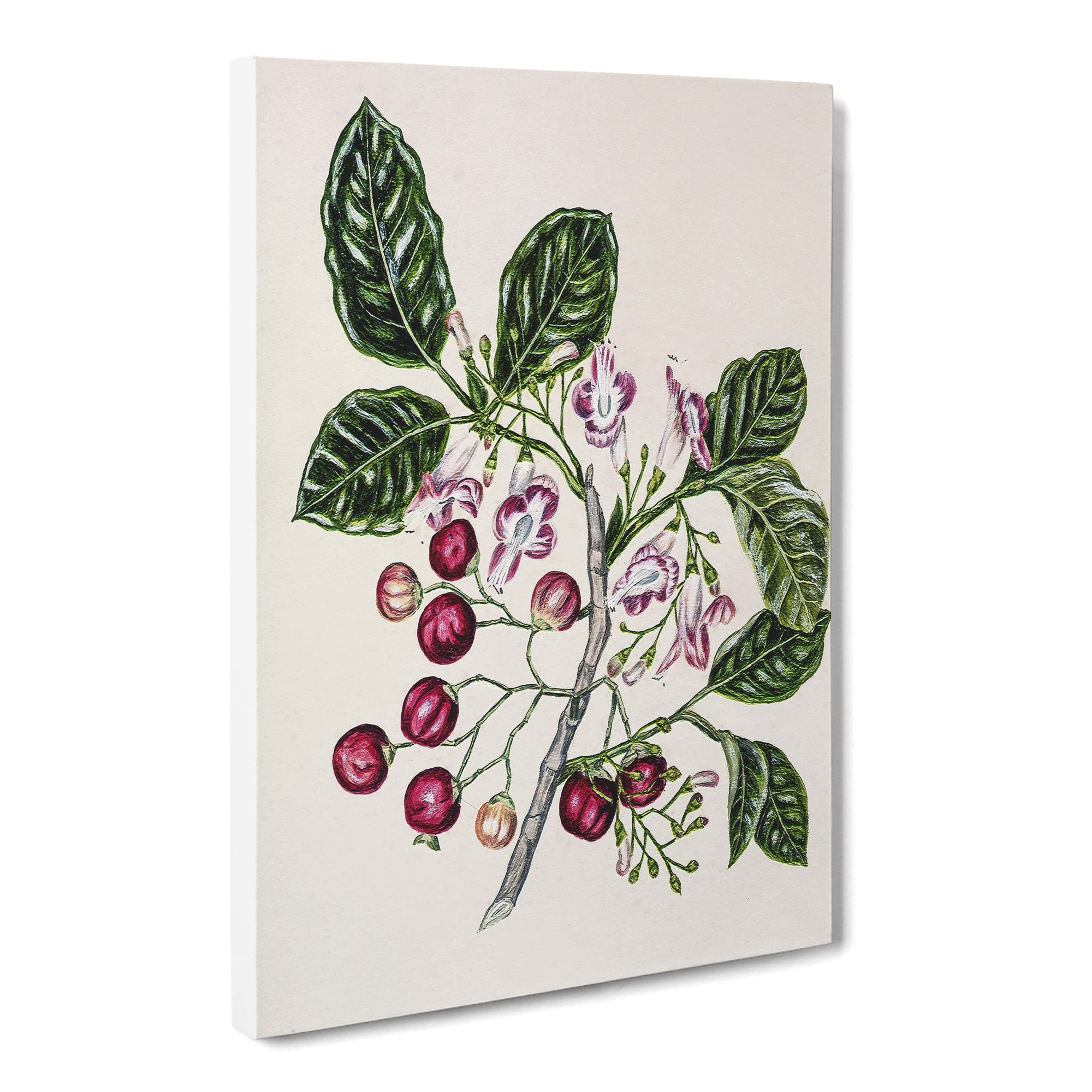 Puriri Vitex Lucens Flowers By Sarah Featon Canvas Print | Gallery Wrapped 30mm Frame Wall Art | 20x14 inches | Ready to Hang | Retro Floral Picture | Living Room Bedroom Lounge Office