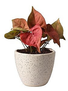 Rolling Nature Good Luck Pink Syngonium Plant in White Round Dew Ceramic Pot