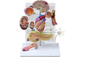 GPI Anatomicals - Type II Diabetes Model Set, Replica for Human Anatomy and Physiology Education, Anatomy Model for Doctor's Offices and Classrooms, Medical Learning Resources