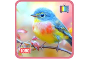 Morning Bird Songs – Peaceful Nature Chorus with Weather & Clock