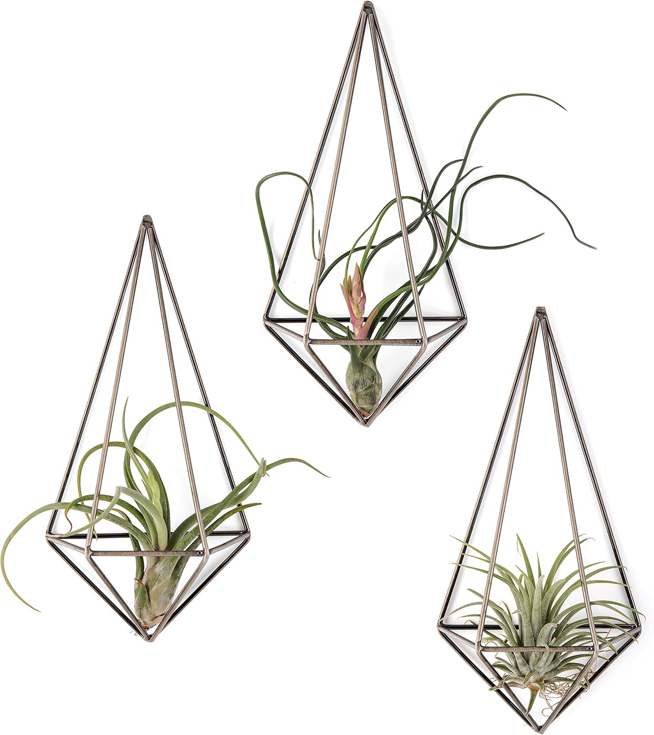 Best Home Decor Air Plants