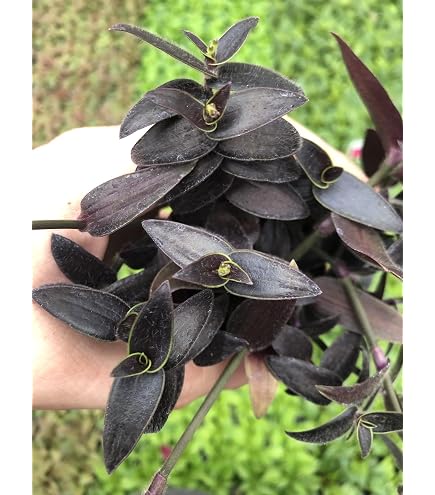 Amazon.com : Generic Tradescantia Sanna ~ Variegated Wandering Jew