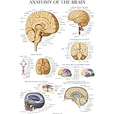 Palace Learning Brain Anatomy Poster - Laminated - Anatomical Chart of the Human Brain (Laminated , 18" x 24")