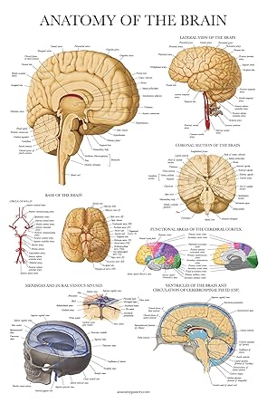 Brain Anatomy Poster Laminated Anatomical Chart Of The Human Brain Amazon Com Industrial Scientific