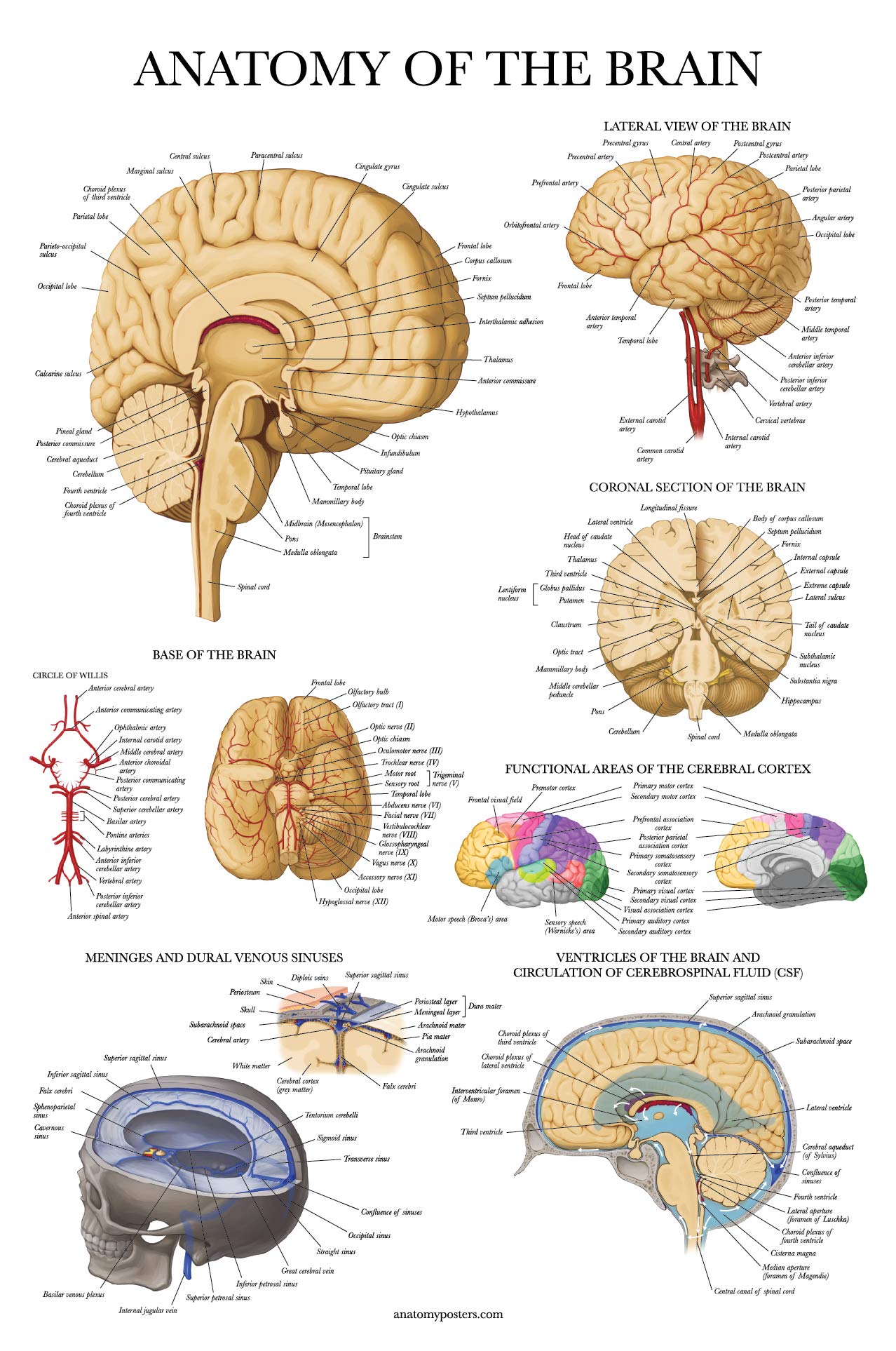 Palace Learning Brain Anatomy Poster - Laminated - Anatomical Chart of the Human Brain- Laminated 18" x 24"