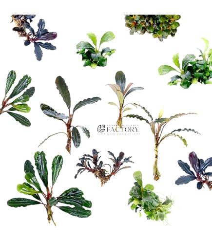 水草 BUCEPHALANDRA Wave Festival 水草 BUCEPHALANDRA Wave Festival BUCEPHALANDRA Wave Festival