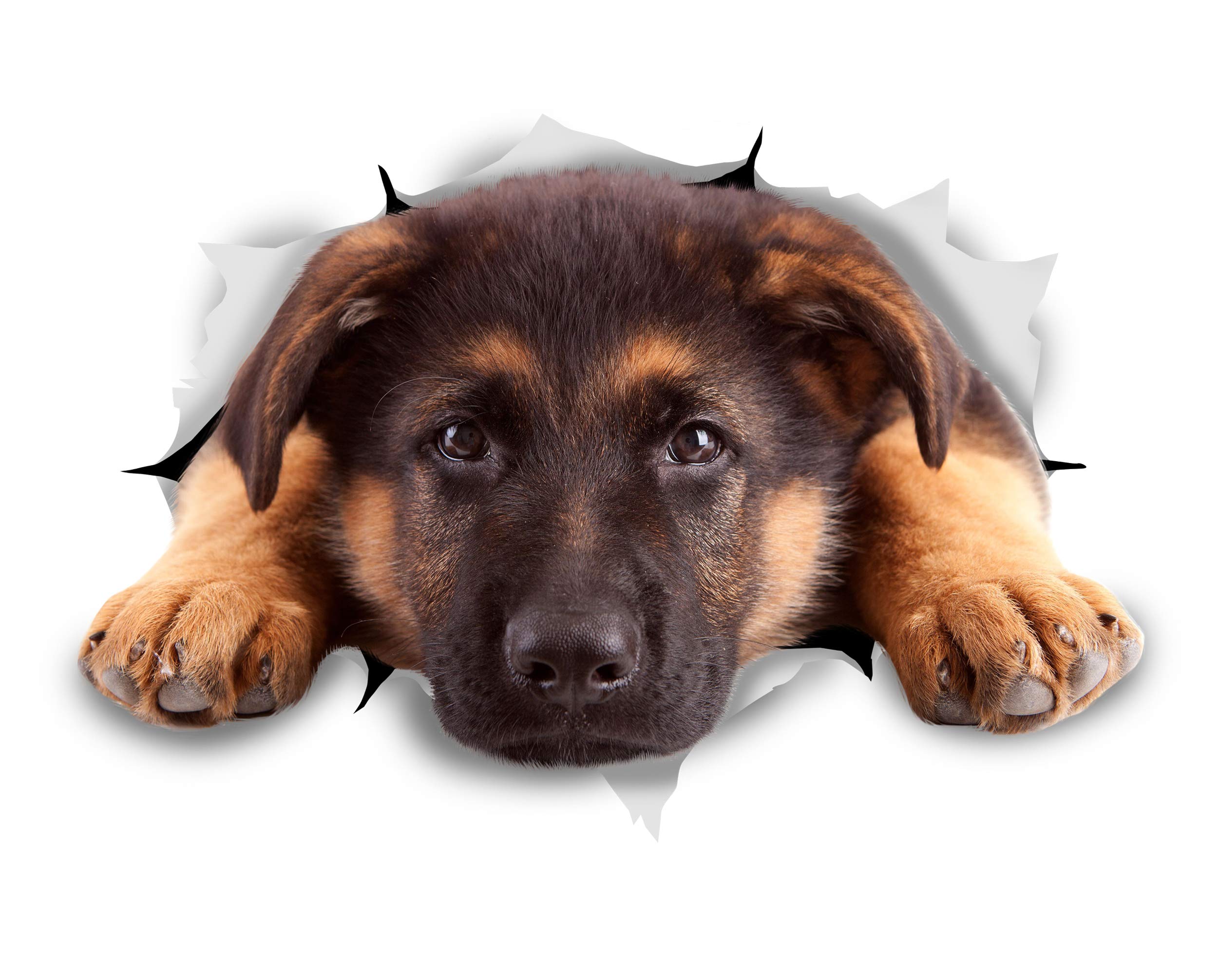 Winston & Bear 3D Dog Stickers - 2 Pack - Resting German Shepherd Decal for Wall, Fridge, Toilet and More - Retail Packaged Cute German Shepherd Alsatian Dog Stickers