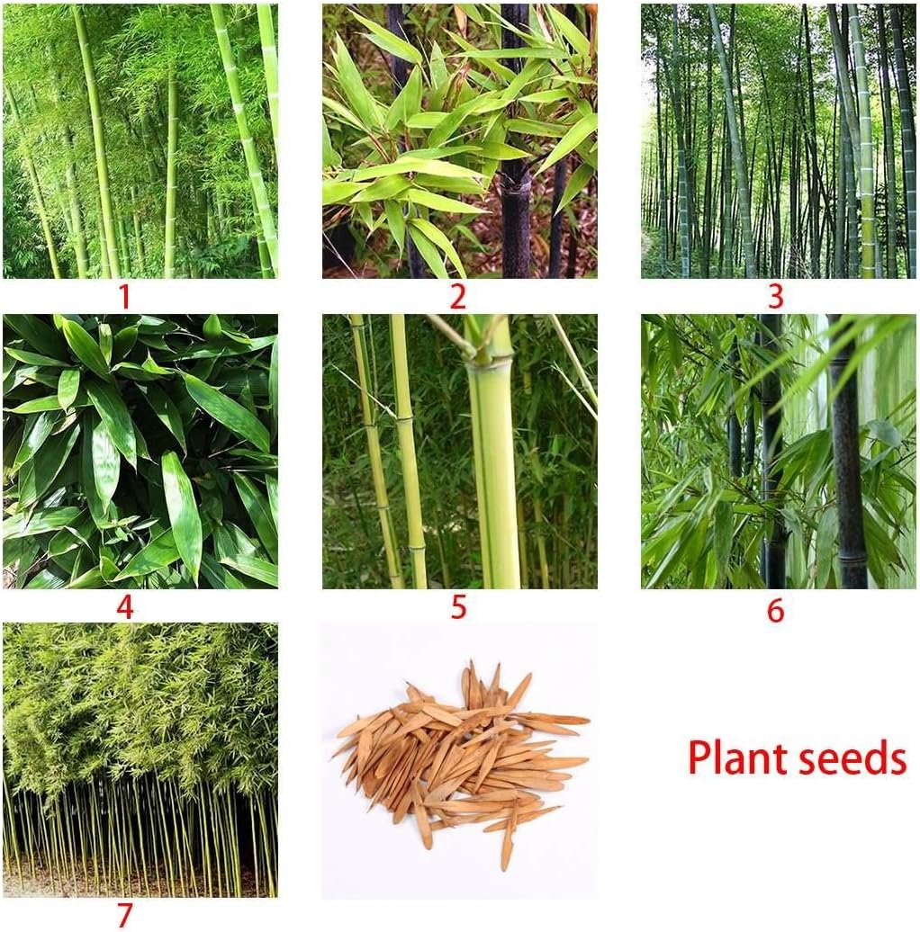 Ncient Paquete de Semillas de Bambú Phyllostachys Negro Morado ...