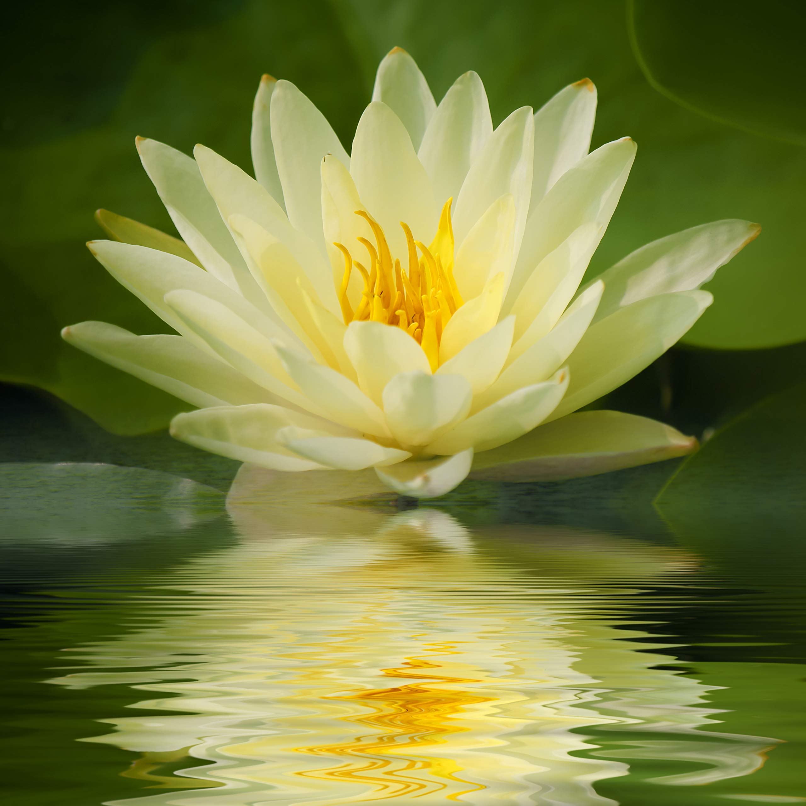 YouGarden Water Lily Planting Kit, Yellow Nymphaea chromotella, Ready to Use, Gift Solution