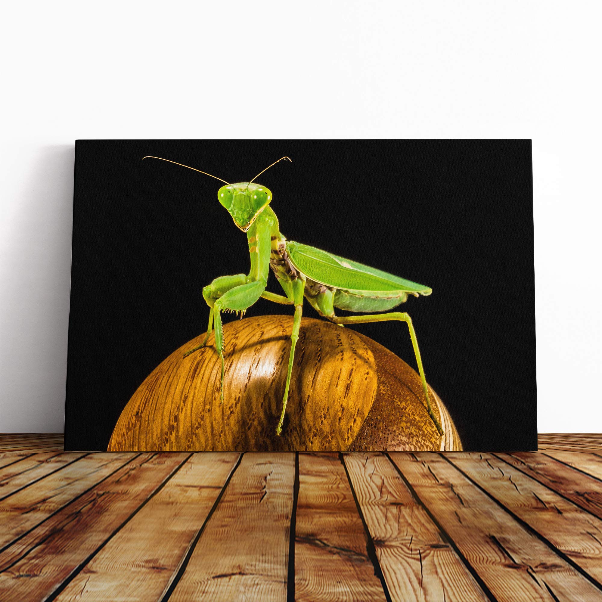 Praying Masntis Vol.2 Canvas Print | Gallery Wrapped 30mm Frame Wall Art | 20x14 inches | Ready to Hang | Modern Picture | Living Room Bedroom Lounge Office