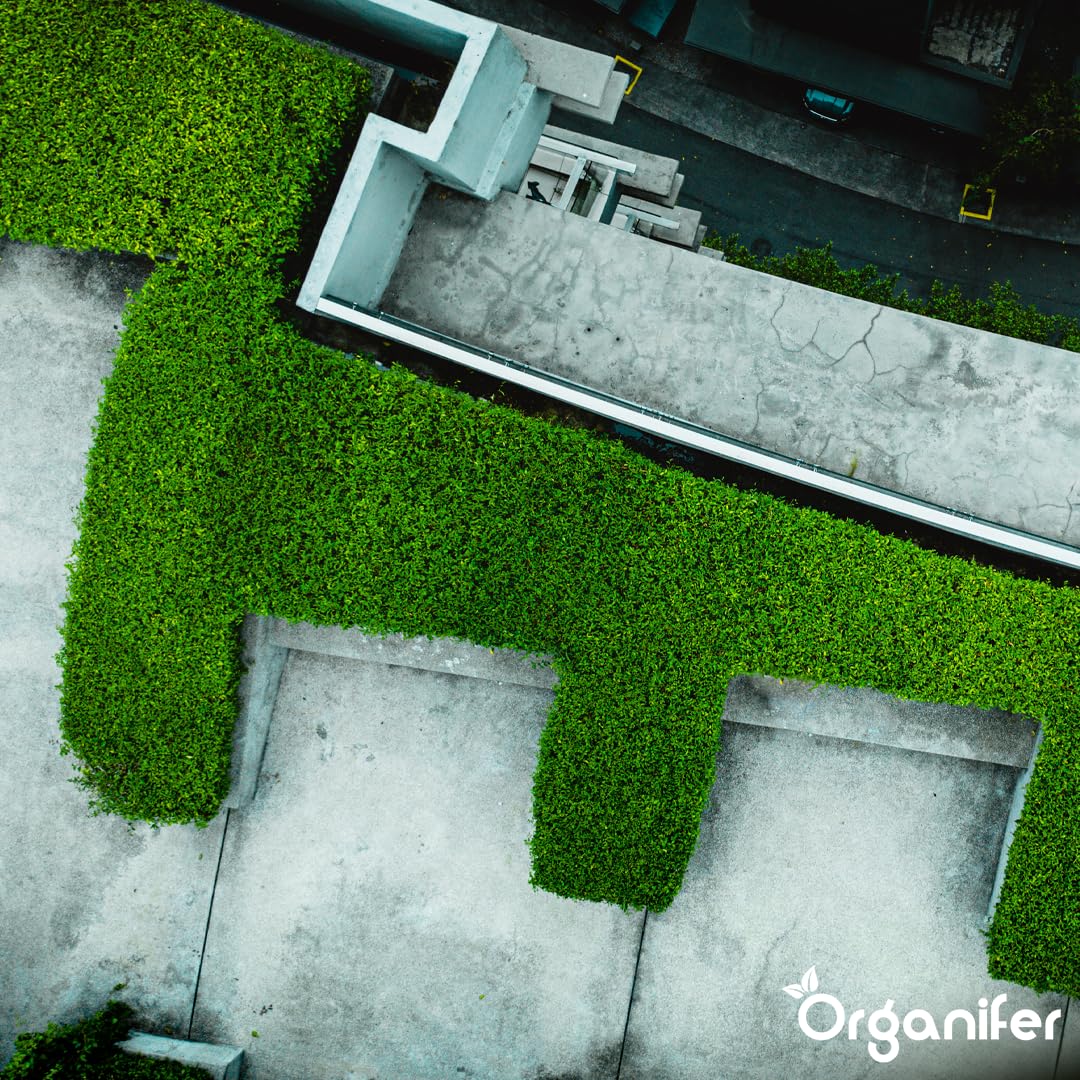Dünger für Sedum und Dachbegrünung - 10 kg = 200 m2 - Langzeitdünger für Sedumdächer - Kräftiges Wachstum - Vorbeugung von kahlen Stellen - Mit Magnesium - NPK 9-2-7 - Organifer 5