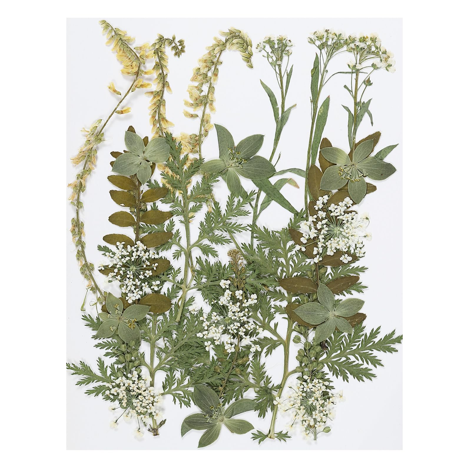 PATIKIL Dried Pressed Flowers, Natural Dried Flower Leaves for DIY Art Crafts, Green Series