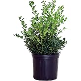 Ilex X meserveae 'China Girl' (Holly) Evergreen, 3 - Size Container