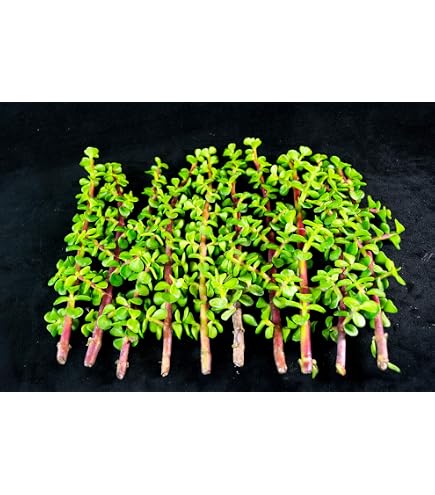beaded pothos Bead Kokedama Moss Ball Hanging Plant Pothos Golden main image 1