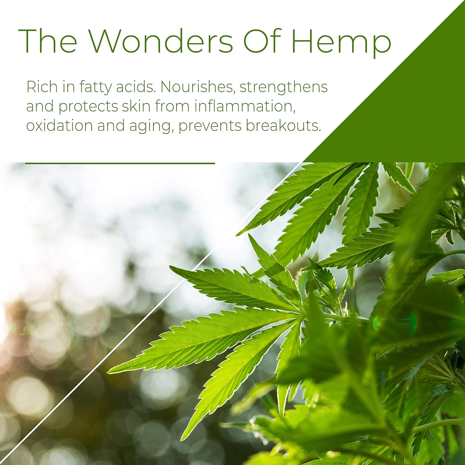 O Naturals Organic Moisturizing Body Lotion Hemp Cream with Shea Body Butter. Rose Hip Oil Cellulite Cream Vitamin E Jojoba Oil Scar & Stretch Mark Remover Dry Skin Hydrating Legs Massage Cream 250ml : Beauty