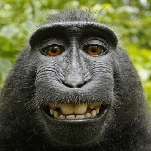 Funny Animals
