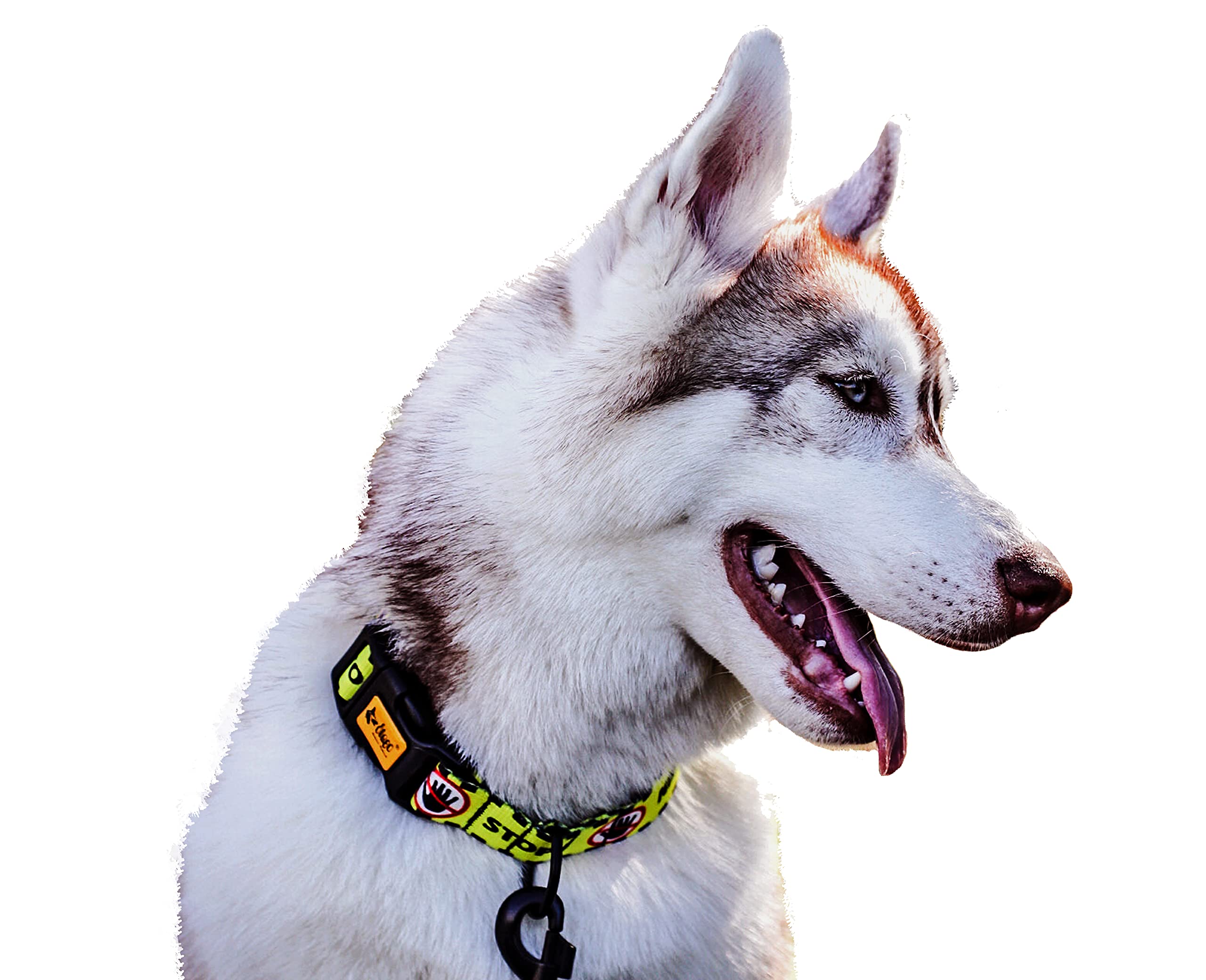 Dingo Waldemar Rutkowski Material – Handmade, Adjustable, Recycled Material, Black/Yellow with “DO NOT PET” Warning Text for Safer Dog Walks, Size M (15361)