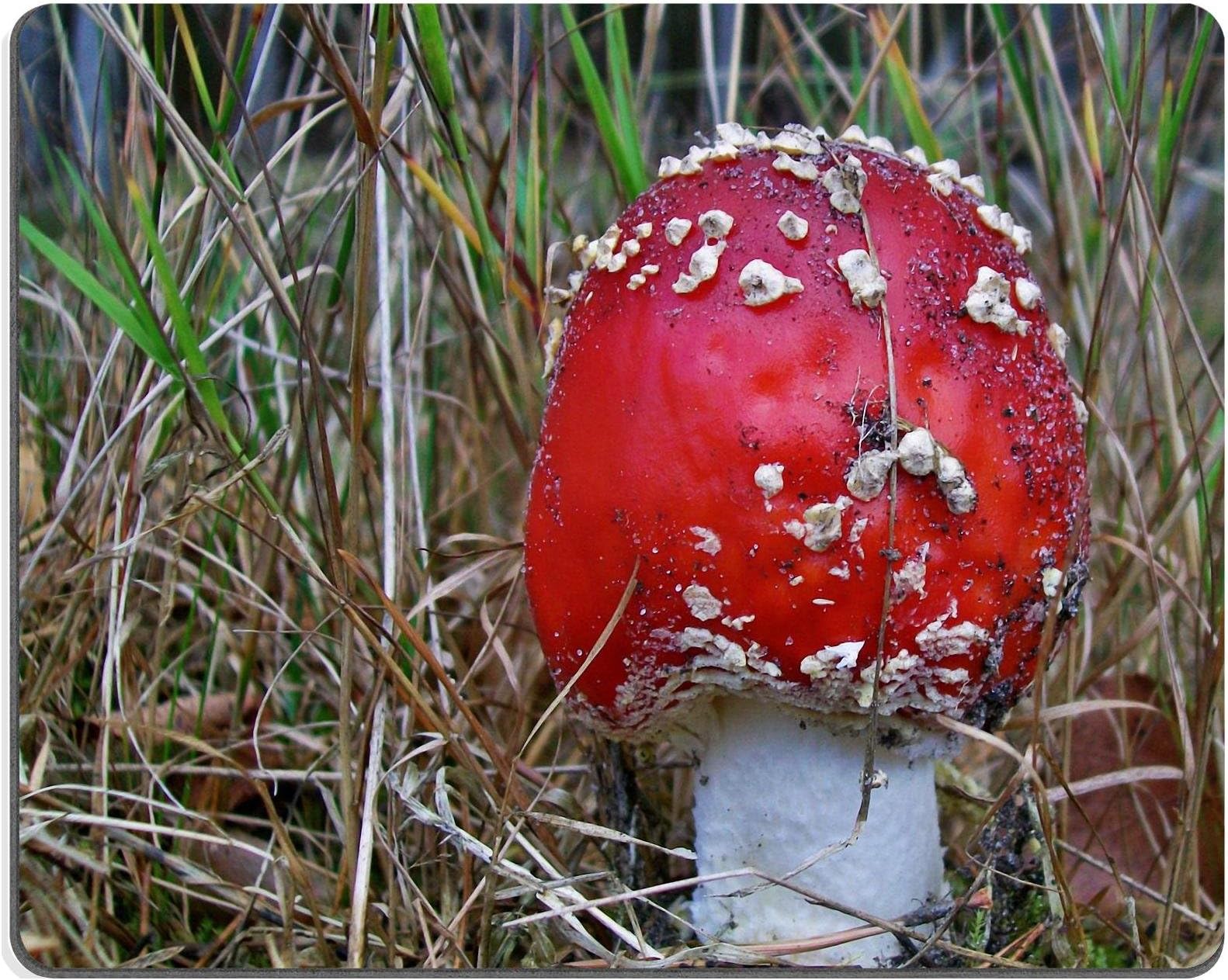Liili Mouse Pad Natural Rubber Mousepad Toxic mushroom Image ID 22283420