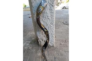 Shofar Yemenite Kudu Horn 38''+ with Sterling Silver Color + 3D Decorated of - Lion of judah - Authentic Curved Made In Israe