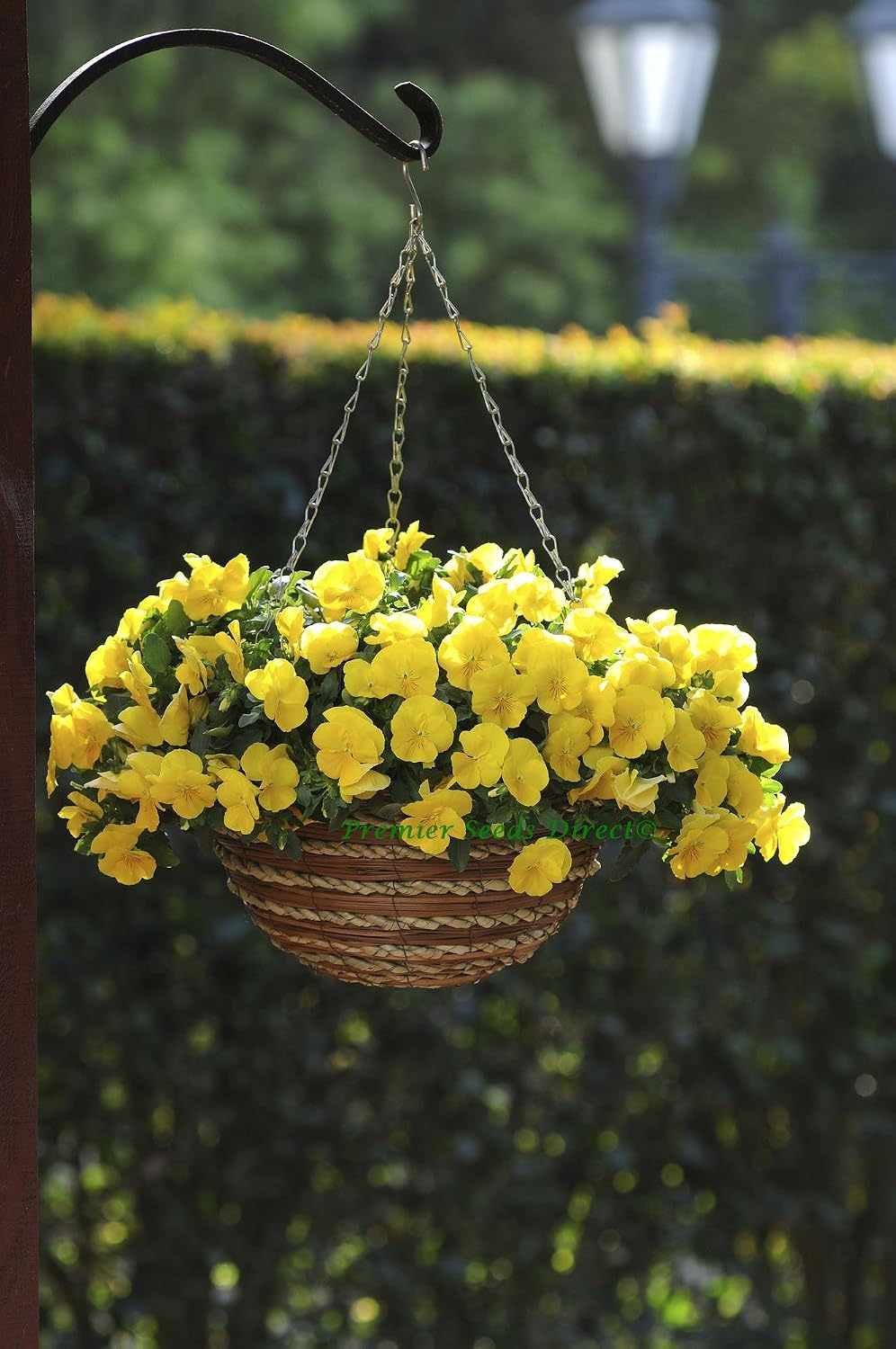 PREMIER SEEDS DIRECT - Pansy Trailing Winter Flowering - Cool Wave - Golden Yellow - 16 Seeds